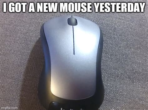 funny mouse photos|toggle your mouse meme.